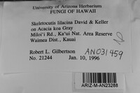 Skeletocutis lilacina image