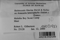 Skeletocutis lilacina image