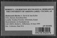 Skeletocutis lilacina image