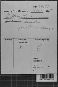 Skeletocutis lilacina image
