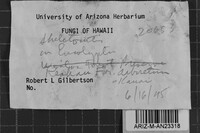 Skeletocutis lilacina image