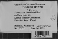 Skeletocutis lilacina image