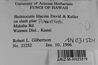 Skeletocutis lilacina image