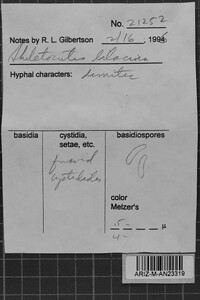 Skeletocutis lilacina image