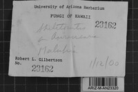 Skeletocutis lilacina image