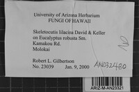 Skeletocutis lilacina image