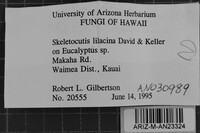 Skeletocutis lilacina image