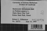 Skeletocutis lilacina image