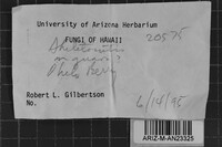 Skeletocutis lilacina image