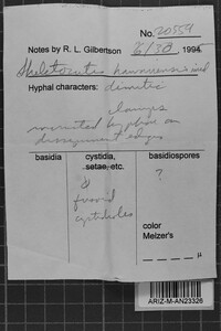 Skeletocutis lilacina image