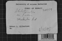 Skeletocutis lilacina image
