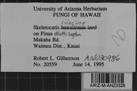 Skeletocutis lilacina image