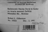 Skeletocutis lilacina image