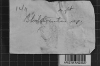 Skeletocutis lilacina image