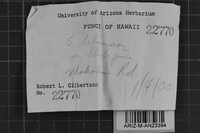 Skeletocutis lilacina image