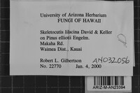 Skeletocutis lilacina image