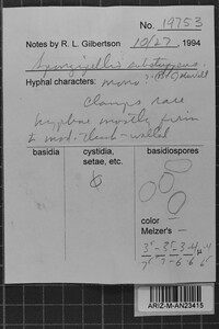 Protomerulius substuppeus image