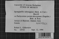 Protomerulius substuppeus image