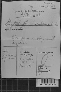 Stiptophyllum erubescens image