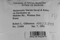 Skeletocutis lilacina image