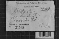 Skeletocutis lilacina image