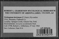 Trichaptum laricinum image