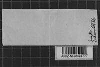 Trichaptum laricinum image