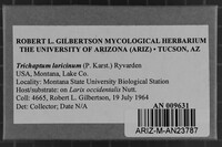 Trichaptum laricinum image