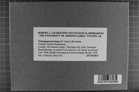 Trichaptum laricinum image