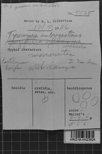 Loweomyces subgiganteus image