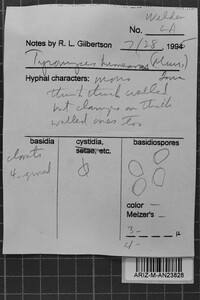 Tyromyces humeana image