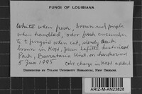 Tyromyces humeana image