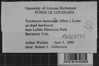 Tyromyces humeana image