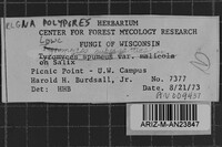 Loweomyces subgiganteus image