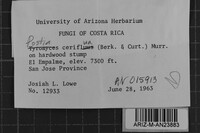 Postia ceriflua image