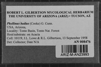 Phellinus badius image