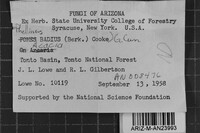 Phellinus badius image