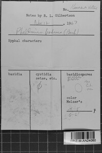 Phellinus badius image
