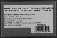 Loweporus tephroporus image
