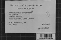 Loweporus tephroporus image