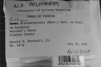 Fuscoporia flavomarginata image