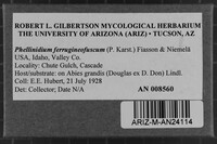 Phellinidium ferrugineofuscum image