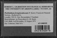 Phellinidium ferrugineofuscum image