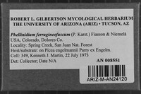 Phellinidium ferrugineofuscum image
