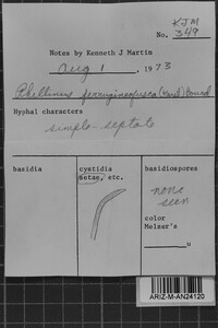 Phellinidium ferrugineofuscum image