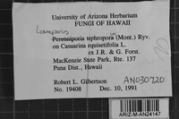 Loweporus tephroporus image