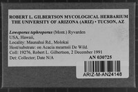 Loweporus tephroporus image
