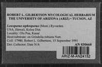 Loweporus tephroporus image