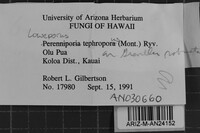 Loweporus tephroporus image