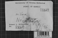 Loweporus tephroporus image